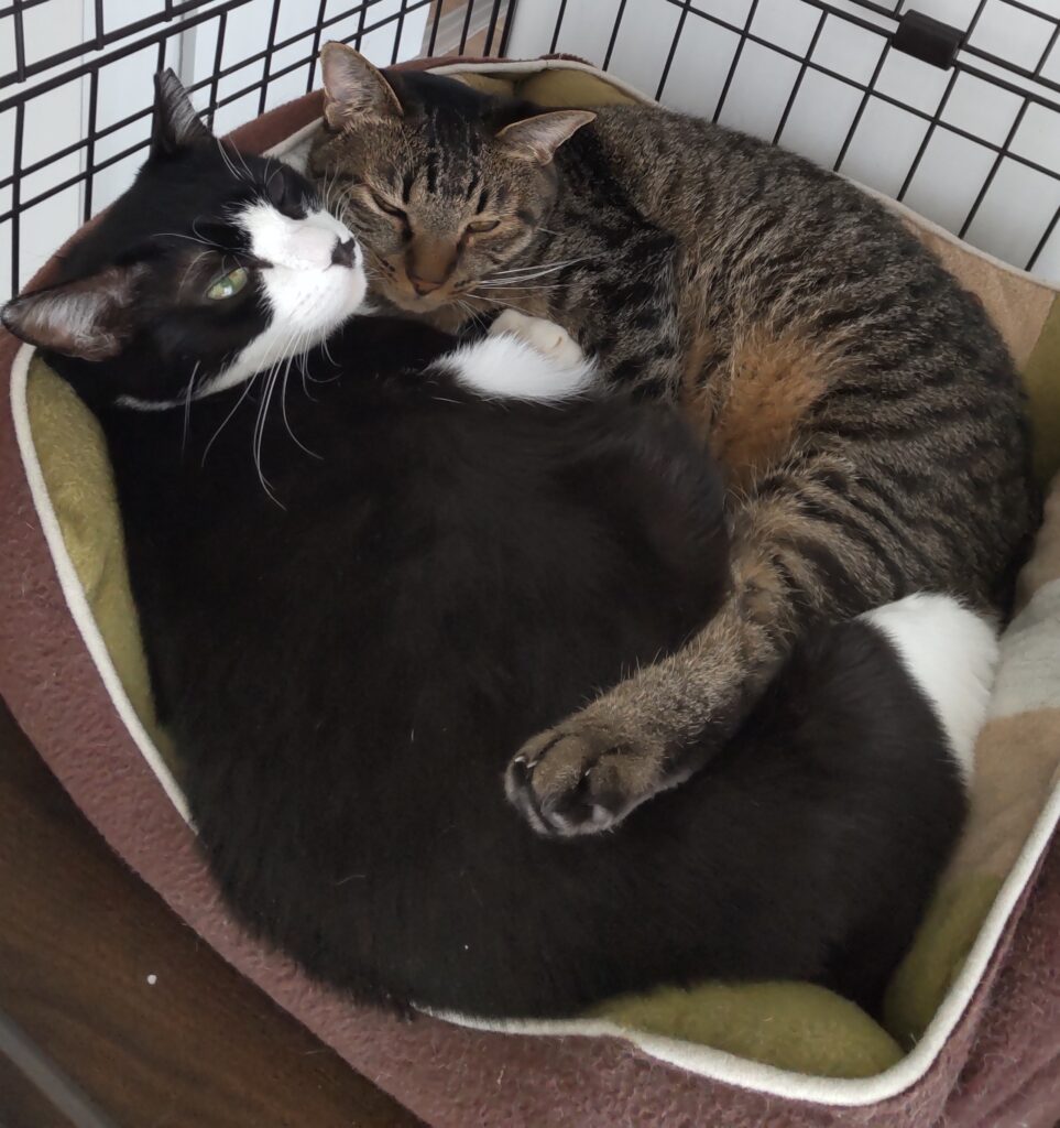 ２匹の猫が一緒に寝ている