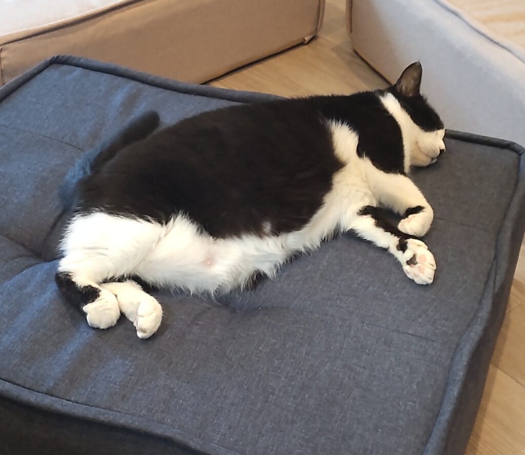 ハチワレ黒猫爆睡