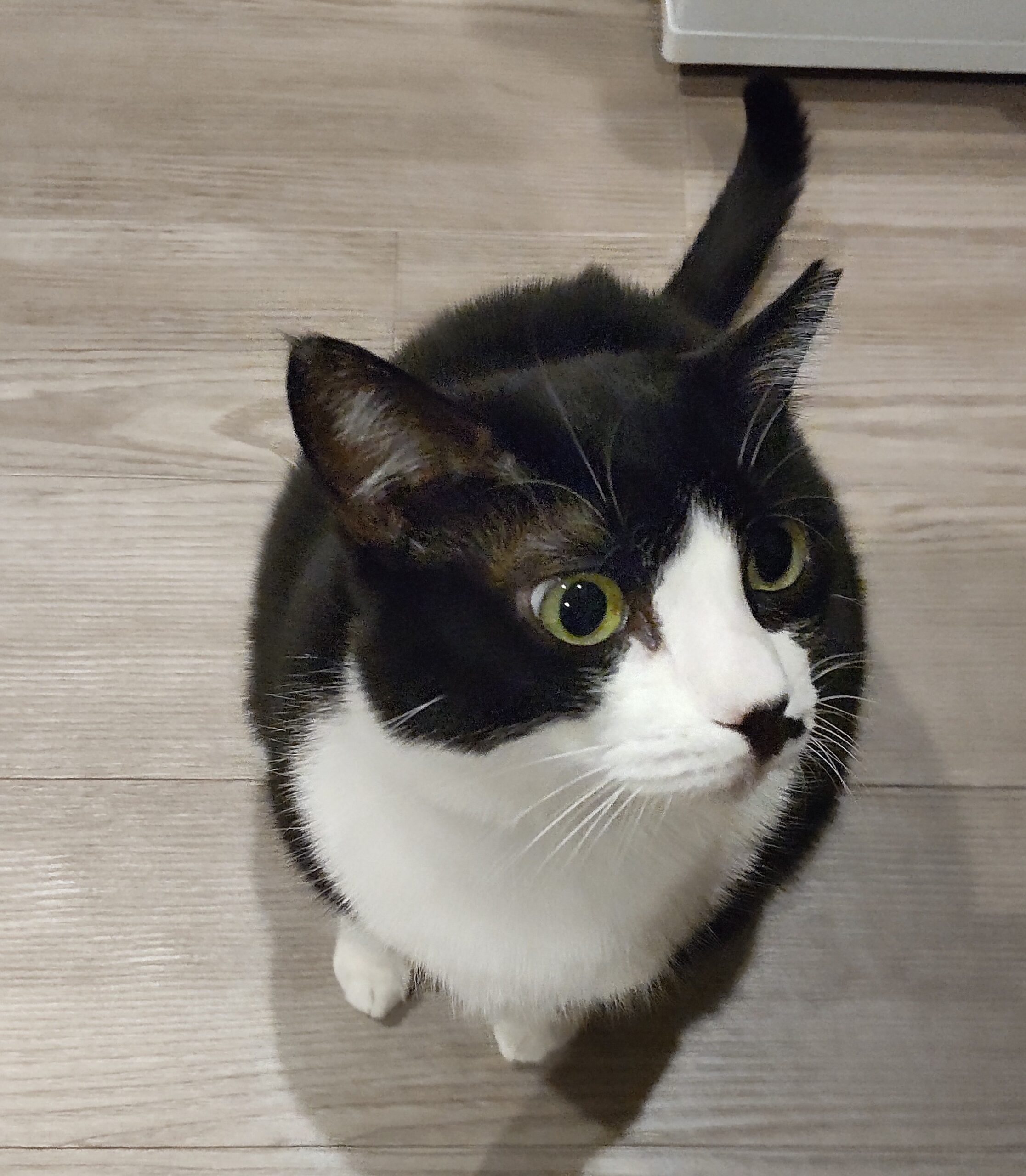 ハチワレ黒猫座